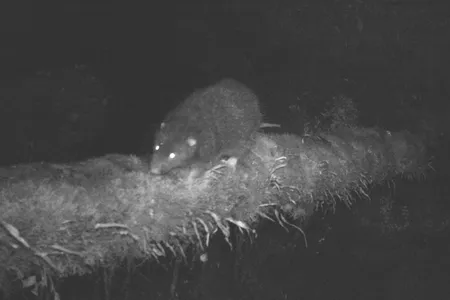 Trail cameras recorded nocturnal subalpine woolly rats roaming around in search of plants to eat.