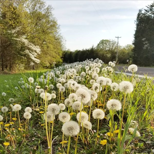 Dandelions on the side of the road thumbnail