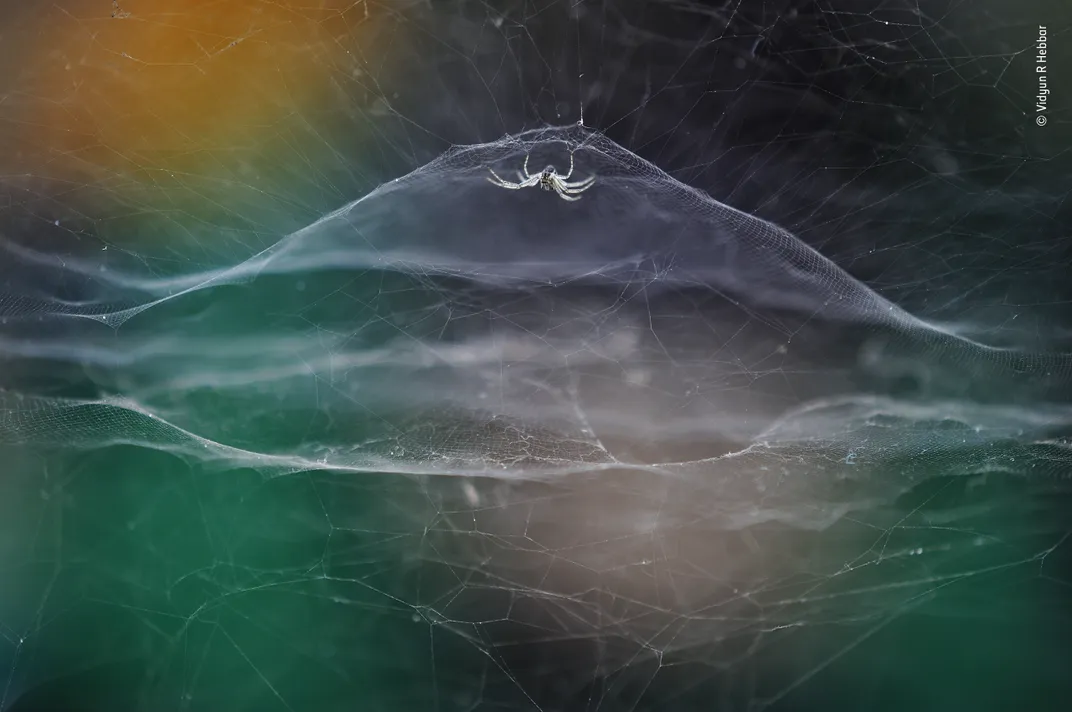 A spider clings to a web with colorful lights in the background