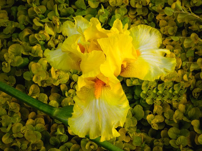 Absolute Star Bearded Iris Among Creepy Jenning Ground Cover Smithsonian Photo Contest 7146