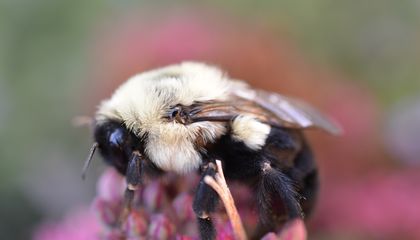 Bumblebee Queens Breathe Underwater to Survive Drowning, Revealing How They Can Live Submerged for a Week