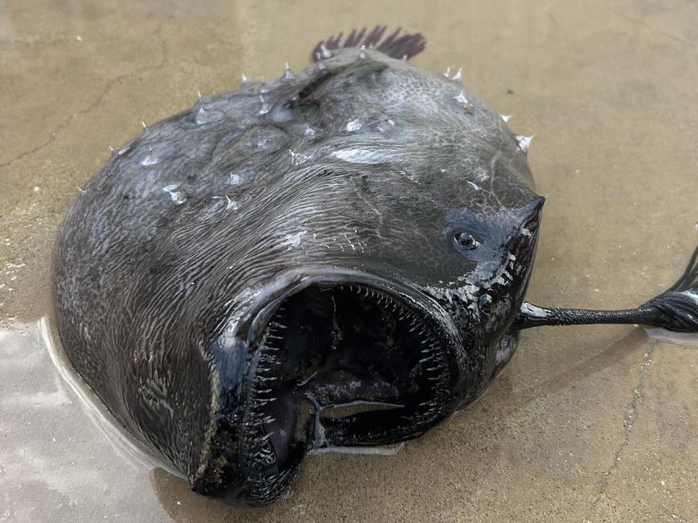 Black fish with gaping mouth on beach