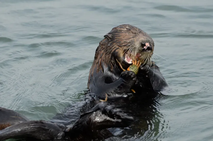 Sea otter eating a crab while floating in water