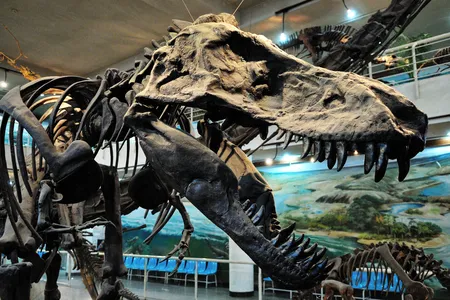 A Tyrannosaurus Rex head on display in Beijing. The country's fossil boom has resulted in a bevy of options for tourists seeking pterosaurs, feathered dinosaurs and early bird specimens.
