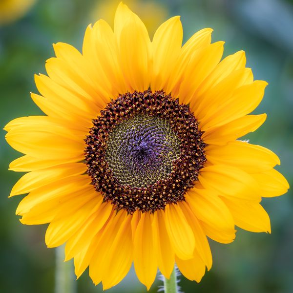 Simple, Single, Sunflower thumbnail