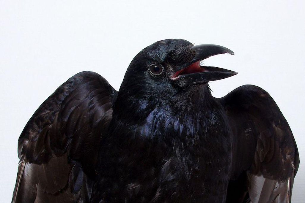 Crow