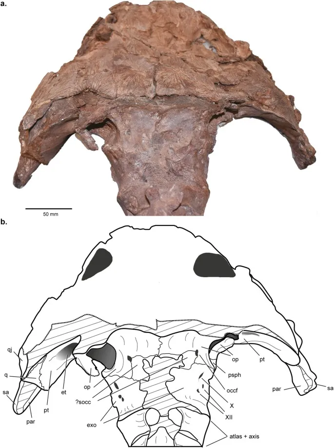 Researchers unearthed fragments of Gaiasia's ​​​​​​​two foot-long skull.