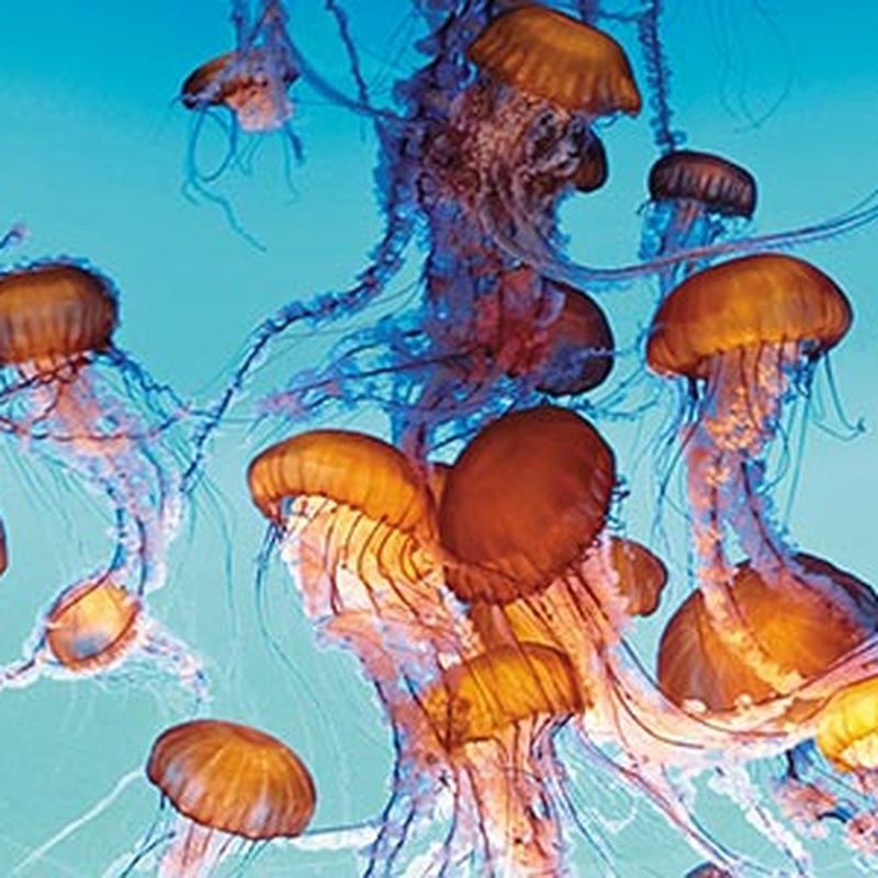 Jellyfish: The Next King of the Sea, Science