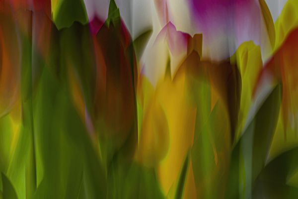 Blended Tulips thumbnail