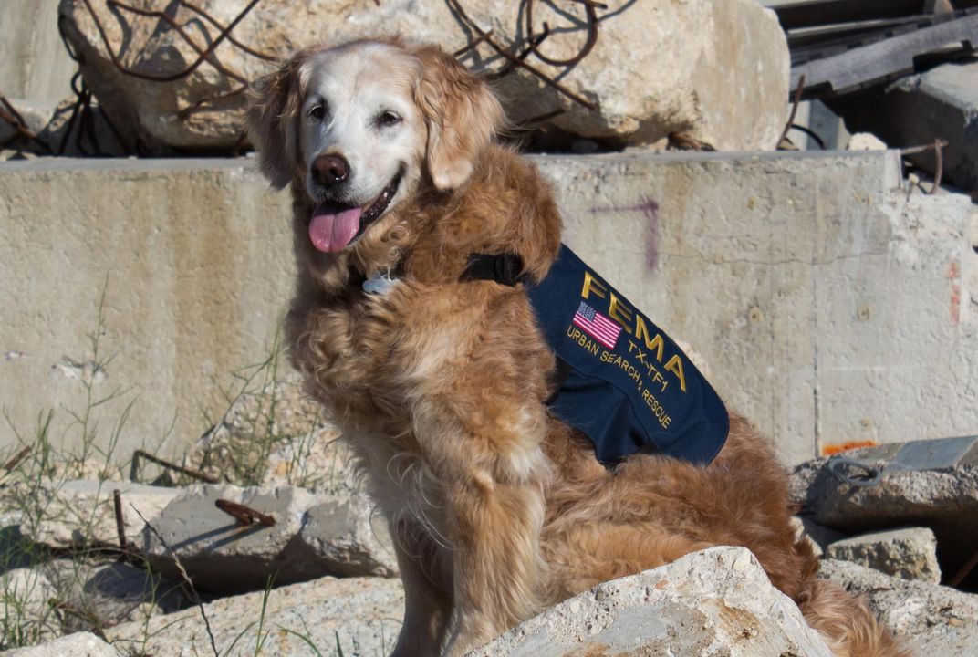 Are Search And Rescue Dogs Service Dogs