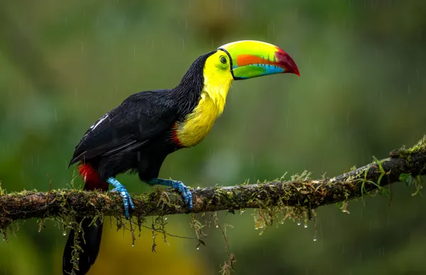 Rain-Kissed Rainbow Beak thumbnail