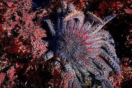 Between 2013 and 2017, 90 percent of the sunflower sea star population was wiped out from a disease called&nbsp;Sea Star Wasting Syndrome.