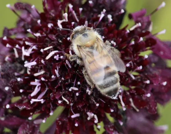 a bee gathers pollen thumbnail