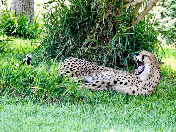 A Yawning Cheetah thumbnail