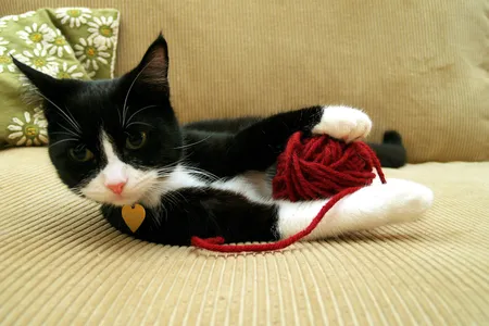 String theory—feline edition.