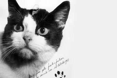 Félicette, a former stray who was sent into space by French researchers in 1963, now has a bronze statue in her honor at France's International Space University.