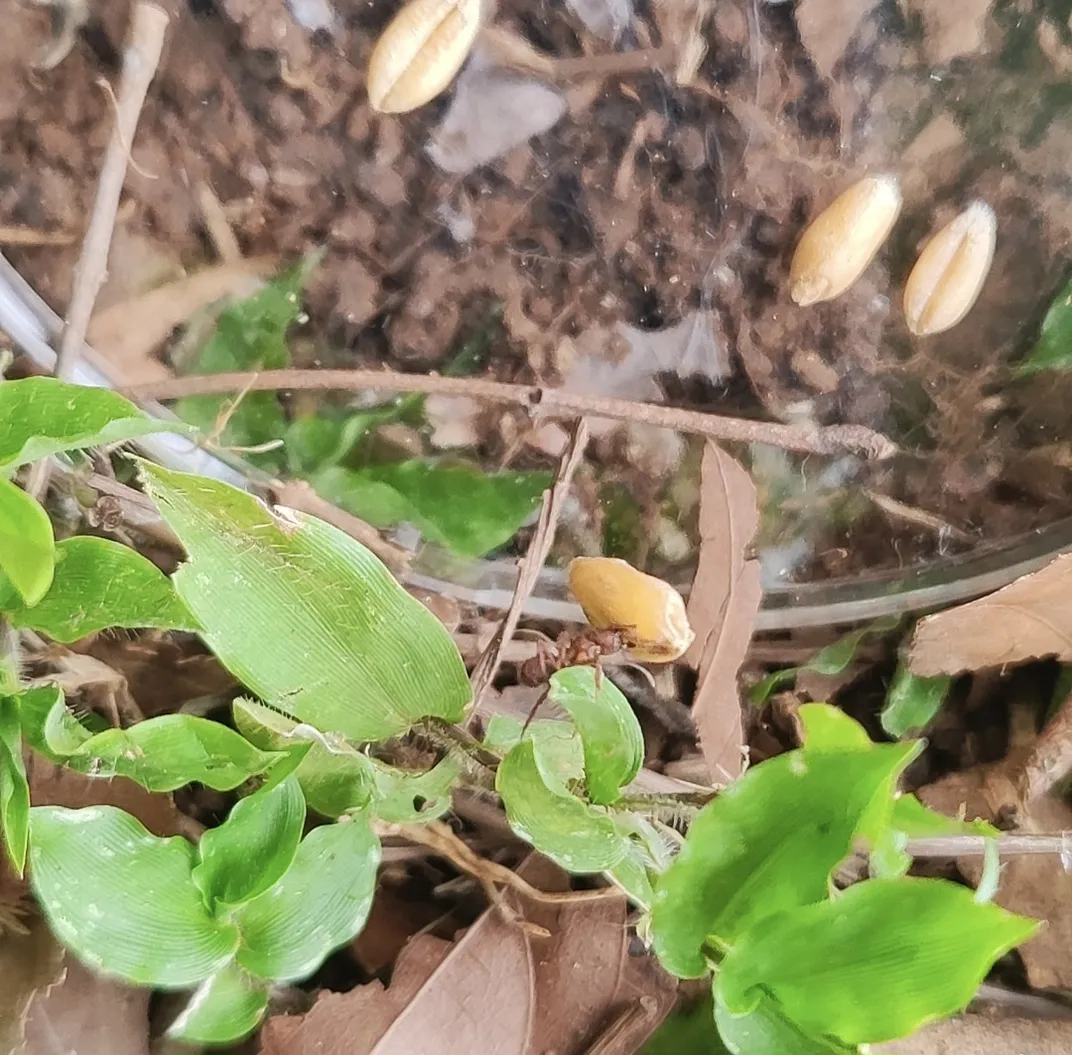 Ants Can Get Distracted by Cookies, Chips and Other Junk Food. Here’s Why That Could Be a Problem for the Environment
