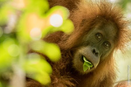A member of the new orangutan species, Pongo tapanuliensis. 