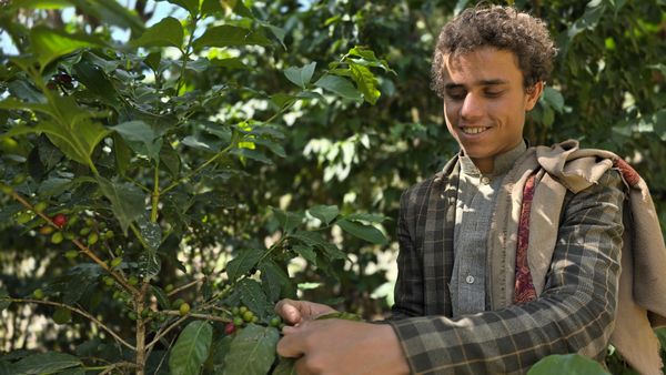 Yemeni Coffee Heritage thumbnail