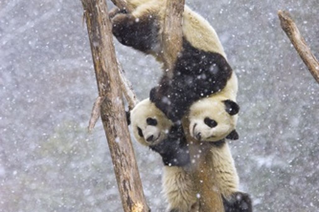 pandas_12nov09.jpg