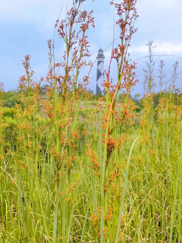 Cape Lookout Lighthouse thumbnail