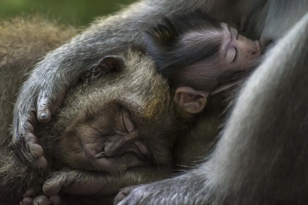 An image of long-tailed macaques embracing each other.