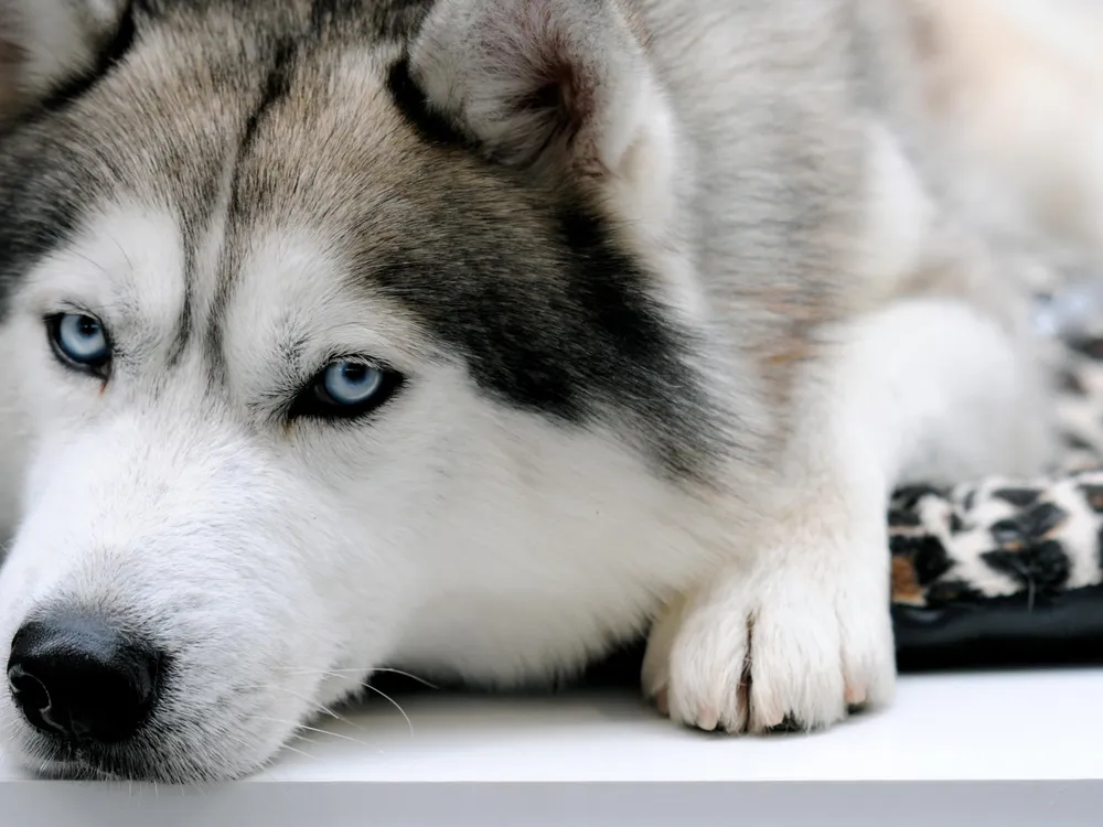 How Siberian Huskies Get Their Piercing Blue Eyes Smart News Smithsonian Magazine