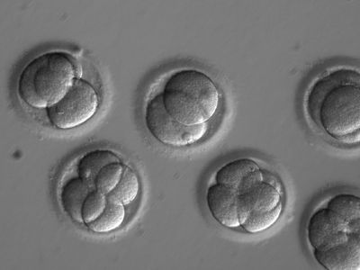 By editing a gene soon after fertilization, scientists were able to successfully fix a disease-causing mutation in human embryos