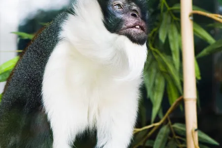 A Diana monkey, perhaps tuning in to the distress calls of  fellow primates. 