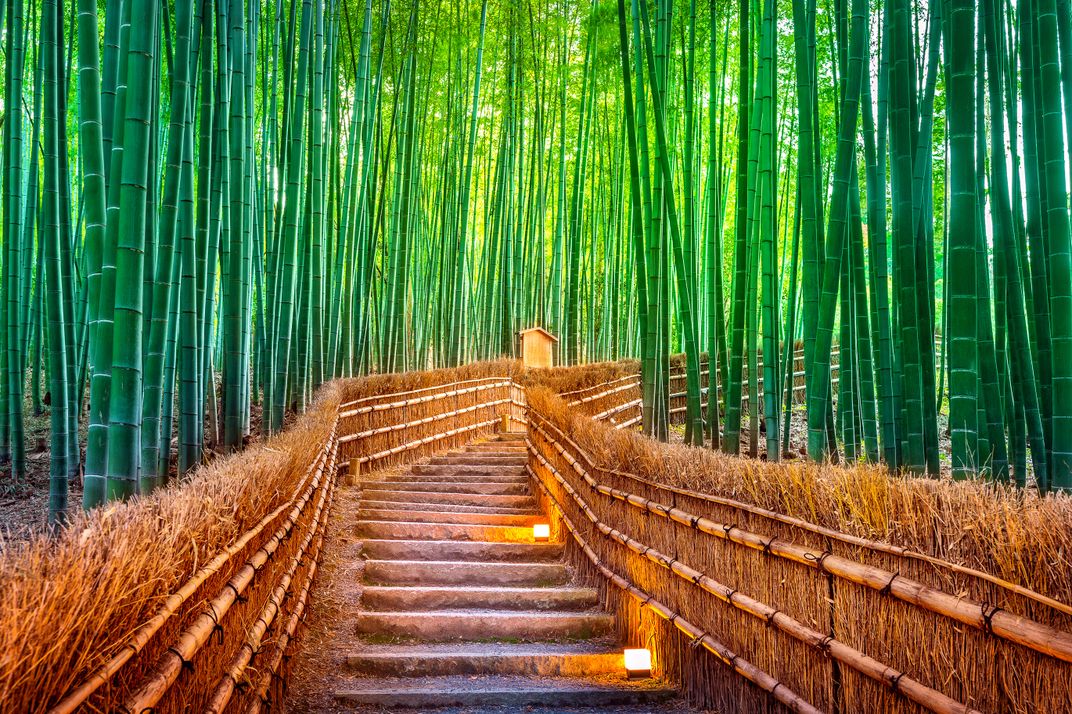 Bamboo forest at Arashiyama, Kyoto