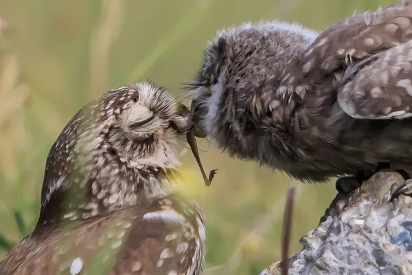 Nursing Mother thumbnail