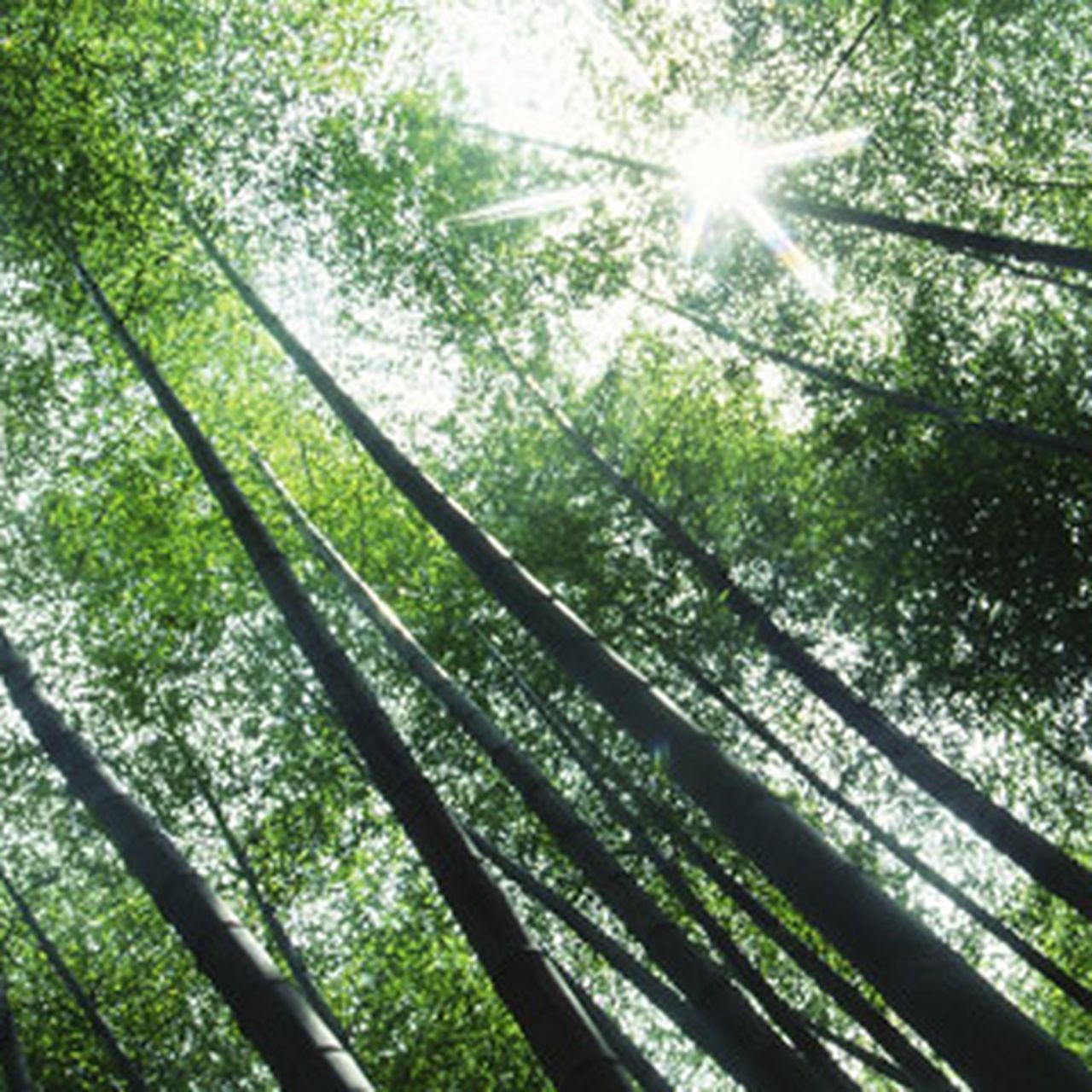 Bamboo Steps Up