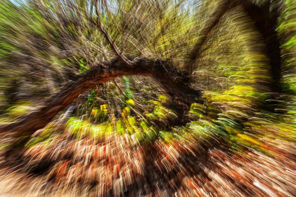 Spring Explosion with Intentional Camera Movement thumbnail