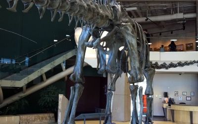 The backside of Diplodocus, photographed at the Utah Field House of Natural History