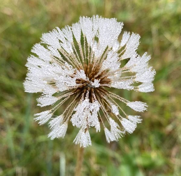 A Dewy Dandelion Morning thumbnail