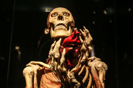 View of the exhibition Body Worlds Pulse Gunther von Hagens that counts the history of human body in the 21st century at Discovery Times Square in New York in the United States.