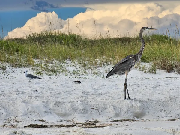 Biodiversity thumbnail