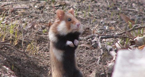 The European hamster is bigger than the petstore variety and has a black belly