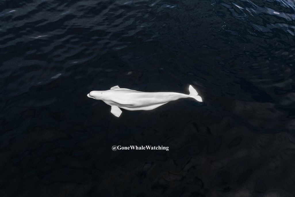 beluga whale