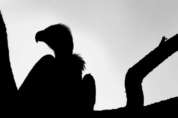 Above the Fray thumbnail