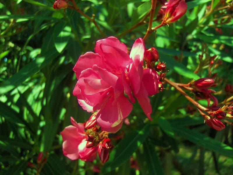 A beautiful flower found in Pompeii. | Smithsonian Photo Contest