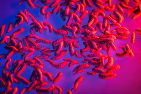 Black soldier fly larvae grow in a high-tech facility at Innovafeed in Nesle, France. The company, which also has a facility in Decatur, Illinois, is the world&rsquo;s largest producer of black soldier fly larvae.