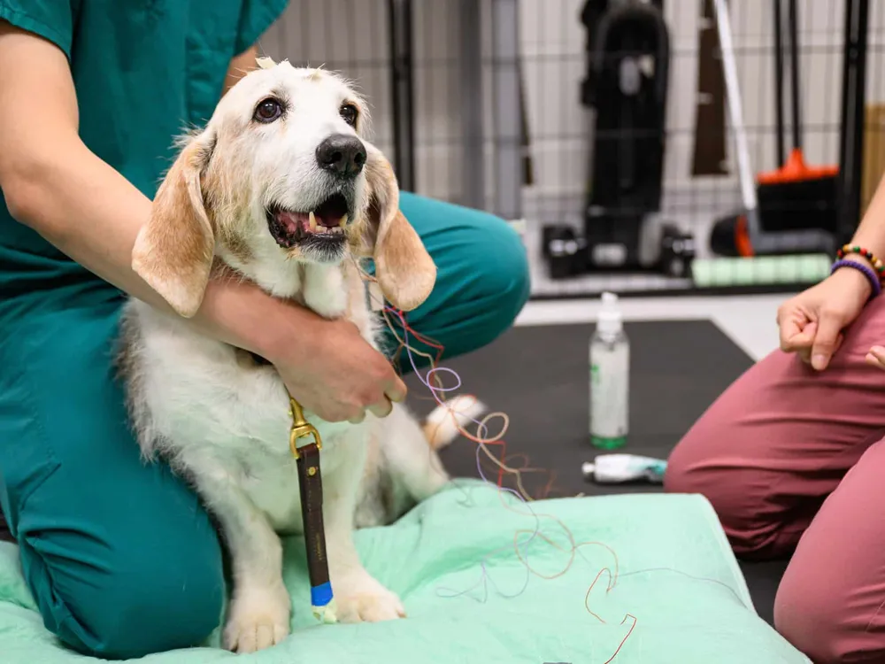 Dog with two researchers