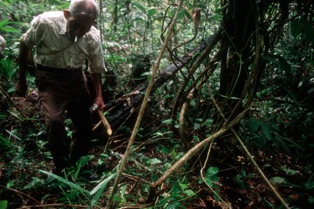 A shaman collects roots to prepare ayahuasca in Iquitos, Peru.