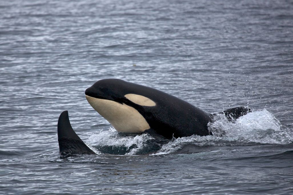 Orca emerging from water