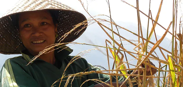 Worker in rice field