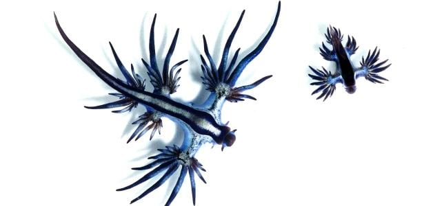 The Glaucus atlanticus sea slug, or blue dragon, feeds on toxins from much larger species.