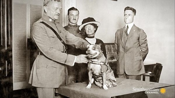Preview thumbnail for Archival Footage of Parachuting Military Dogs