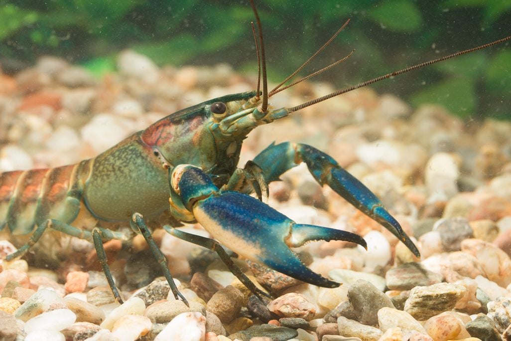 close-up of a side view of the front half of a crayfish with blue claws