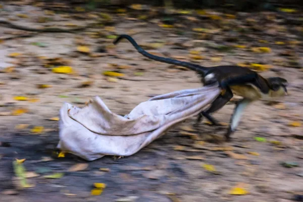 A Monkey running off with its prize in the wild thumbnail